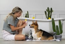 smart-grooming-at-home-–-how-technology-is-changing-pet-care-routines