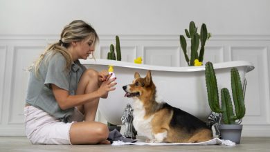 smart-grooming-at-home-–-how-technology-is-changing-pet-care-routines